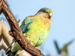 Obraz premium Mulga Parrot - Psephotellus varius in Australia
