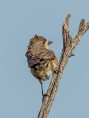 Southern Whiteface - Aphelocephala leucopsis in Australia