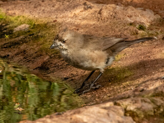 Southern Whiteface - Aphelocephala leucopsis in Australia