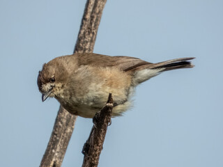 Southern Whiteface - Aphelocephala leucopsis in Australia
