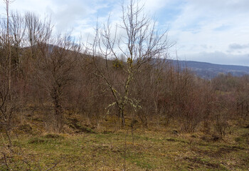 a forest area with damaged trees as a result of natural influences