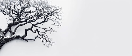 Obraz premium Strange winter tree with twisted, bare branches and a subtle layer of frost, sunlight filtering through