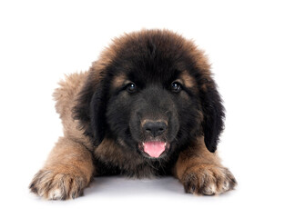 puppy Leonberger in studio