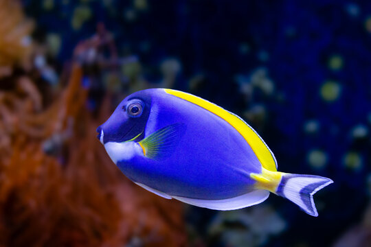 Regal Tang Fish Swimming. Paracanthurus hepatus