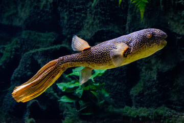 Intricate Patterned Fahaka Puffer Fish in Aquarium