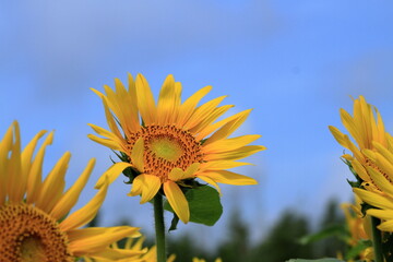 Sunflowers can be seen in the summer
