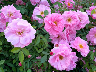 Delicate pink roses flowers in garden