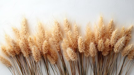 minimalist wallpaper featuring golden wheat on white background
