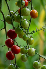 Red and green ripening edible tomatoes fruits hanging on tomato plant, tasty and healthy lifestyle ingredient for cooking