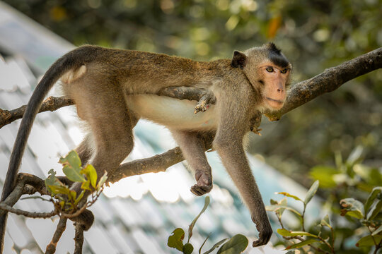 Monkey take a rest