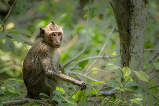 Monkey
