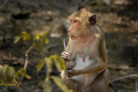 Monkey model
