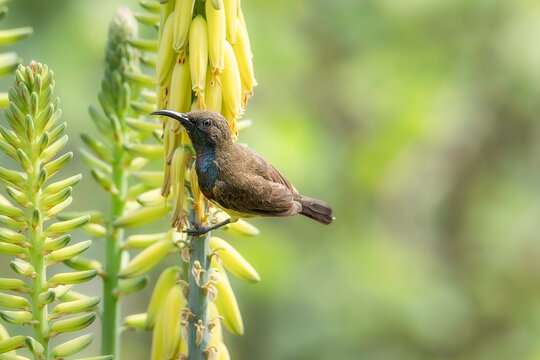 Bird with aloha flower