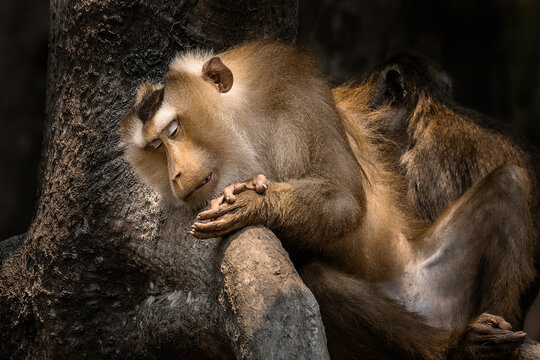 King Monkey