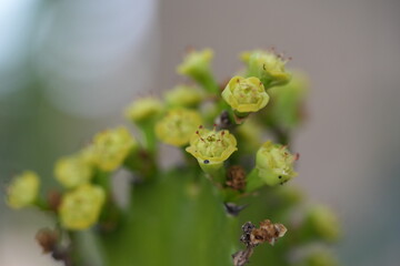 Euphorbia ammak is a striking succulent plant native to arid regions of the Arabian Peninsula and northeast Africa. It belongs to the Euphorbiaceae family and is admired for its architectural shape