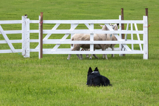 sheep dog trials in Sutton Hall Farm, Macclesfield on 3rd August 2024