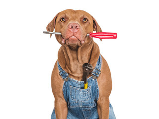 Cute puppy, denim overalls and screwdriver. Close-up, indoors. Studio shot. Congratulations for...
