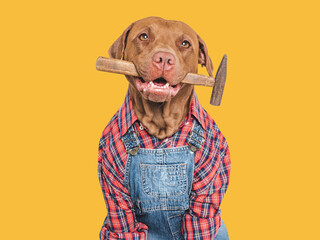 Cute puppy, denim overalls and hammer. Close-up, indoors. Studio shot. Congratulations for family,...