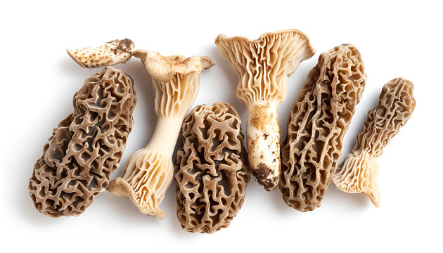 raw morel mushroom isolated on white background with full depth of field. Top view. Flat lay
