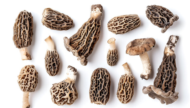 raw morel mushroom isolated on white background with full depth of field. Top view. Flat lay