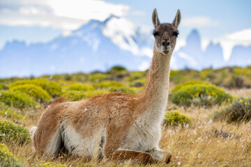 Guanaco (Lama Guanaco) in Torres del Paine National Park, Patagonia, Chile.