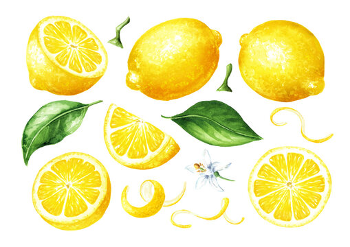 Fresh Lemon fruit set, whole and slices, with zest and green leaves. Hand drawn watercolor illustration isolated on white background