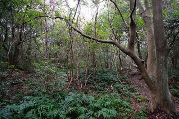 autumn pathway through ferns and old trees