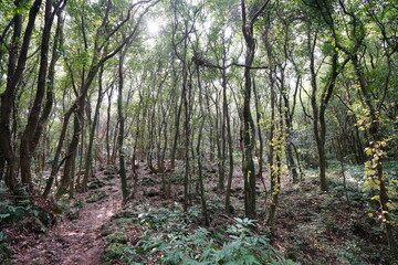 Fototapeta premium delightful pathway in the autumn sunlight