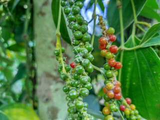 fresh peppercorn on the pepper tree (Piper nigrum)