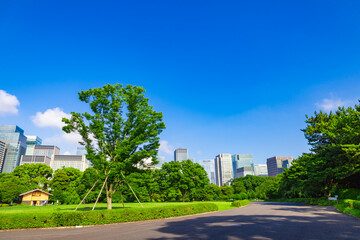 皇居東御苑・江戸城跡の公園の木々越しに見える、都会・丸ノ内・大手町・日比谷のビル（東京都千代田区）