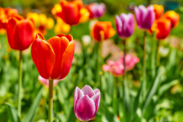 Gardening,landscaping. Blooming pink red tender tulips.green meadow