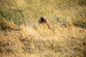 Patagonian Haired Armadillo (Chaetophractus villosus) in Torres del Paine National Park, Patagonia, Chile. 