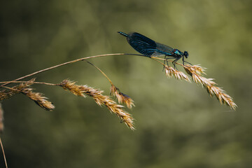 Close up photo of a blue dragonfly insect posing on a yellow branch. on a blurred soft green background.