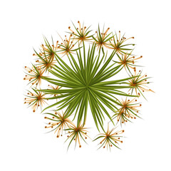 Top view of a green succulent plant with yellowish leaves, isolated on white background.