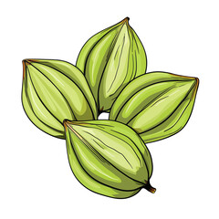 Vector illustration of green cardamom pods. Perfect for culinary, spice, and natural flavoring concepts.