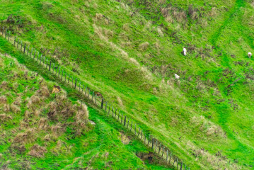 Sheep Pasture in Waikato - New Zealand