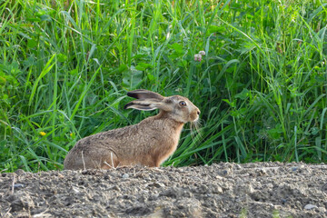 lièvre faune sauvage nature 