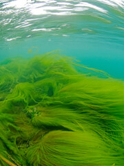 Green thread algae in the river, Reuss Lucerne