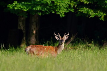 A young european red deer stands on the tall grass. Cervus elaphus. Wildlife scene with a stag. 