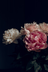 Obraz premium Blooming pink and white spring flowers peony with petals on the black background, isolated, vertical, close-up