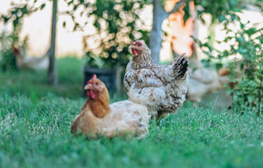 chickens pictured in the backyard of a farm at countryside
