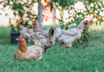 chickens pictured in the backyard of a farm at countryside