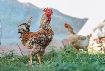Rooster pictured next to a chicken in the yard