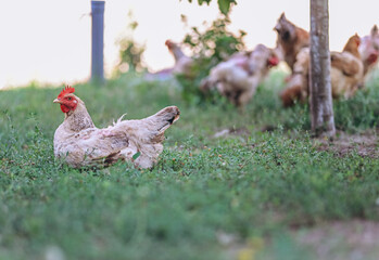 Free Chicken In a Yard