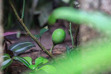 Es el primer limón del árbol