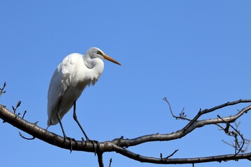 枝に止まったシラサギ