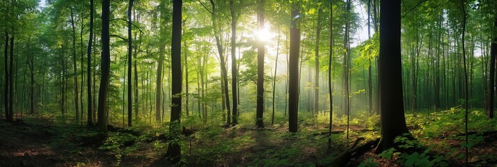 Fototapeta premium Serene forest landscape under light gray sky with rich green trees forming canopy. Green foliage covers ground, warm sunlight shines from top right corner.