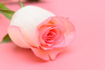 beautiful pastel rose flower on pink background, valentine day