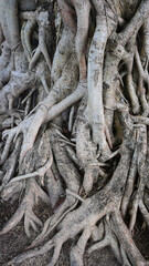 big trunk of banyan, brown old root tree