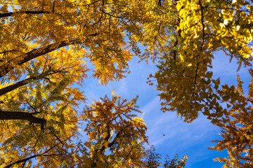 Foliage in the park. Autumn fall leaves of maple trees. Autumn fall leaves in sunlight. Natural autumn background. Autumnal background. Foliage, falling leaves background. Autumn leaf.